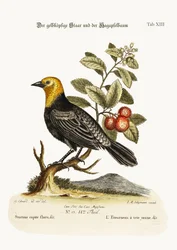 The Yellow-headed Starling. The Arbutus or Strawberry-Tree, 1749-73